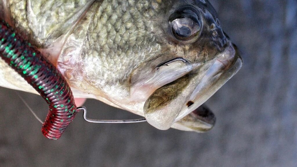Gamakatsu 25 Pack EWG Offset Worm Hook